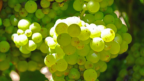 This image has an empty alt attribute; its file name is Chenin.jpg